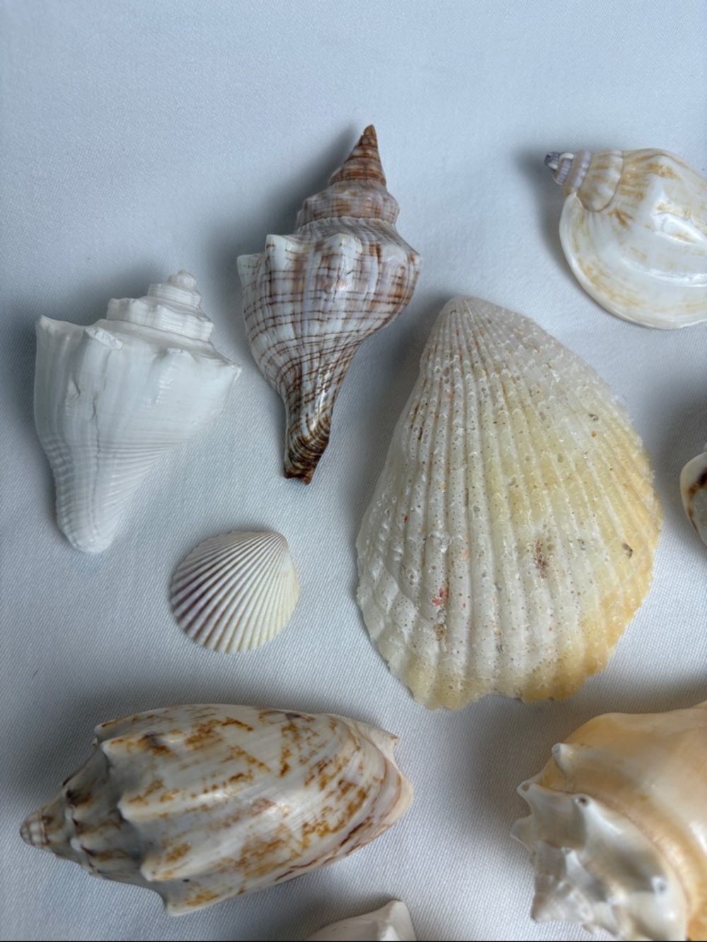 20pc Boutique Natural Shell Collection - Excellent Condition - Picture 2 of 14